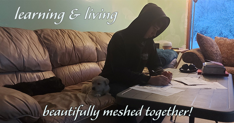 homeschooler sitting in living room learning with dogs on couch